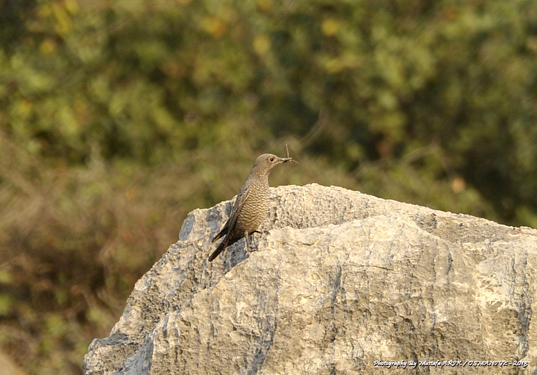 Blue Rock Thrush