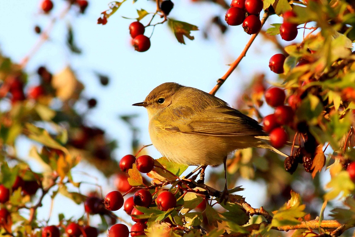 Common Chiffchaff