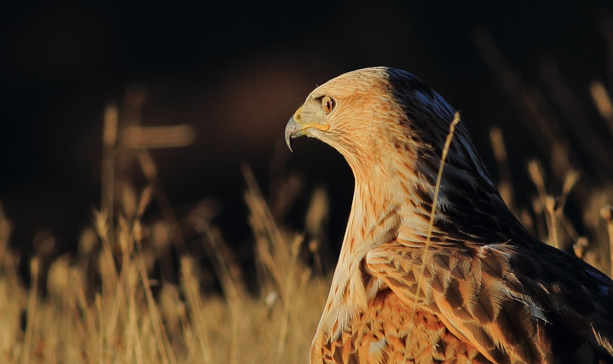 Long-legged Buzzard