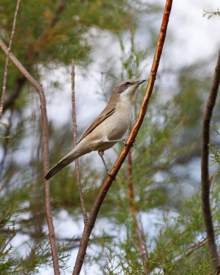 Lesser Whitethroat