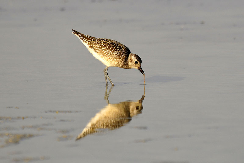 Grey Plover