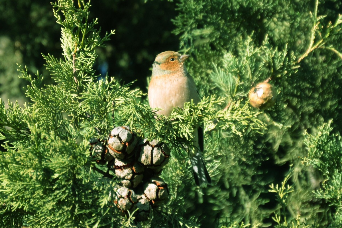 Eurasian Chaffinch