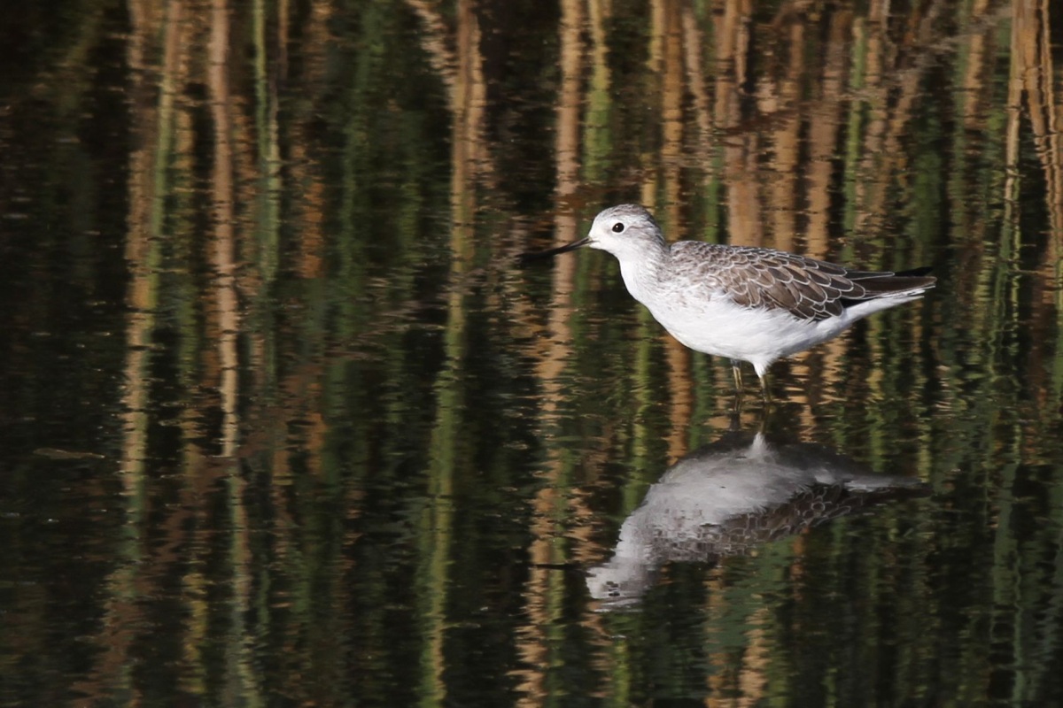 Marsh Sandpiper
