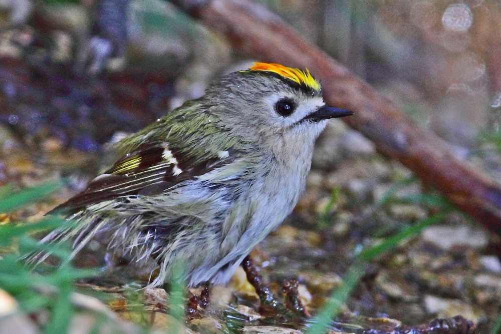 Goldcrest