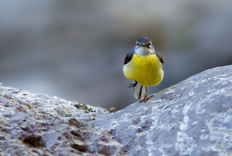 Grey Wagtail
