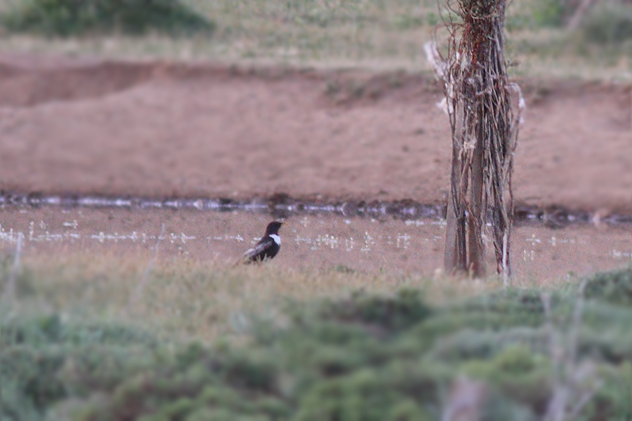 Ring Ouzel