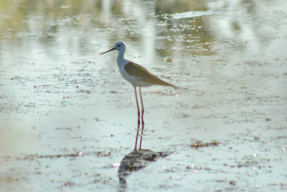 Black-winged Stilt