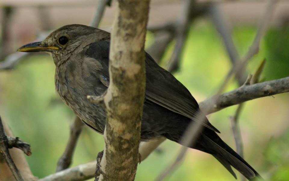 Common Blackbird