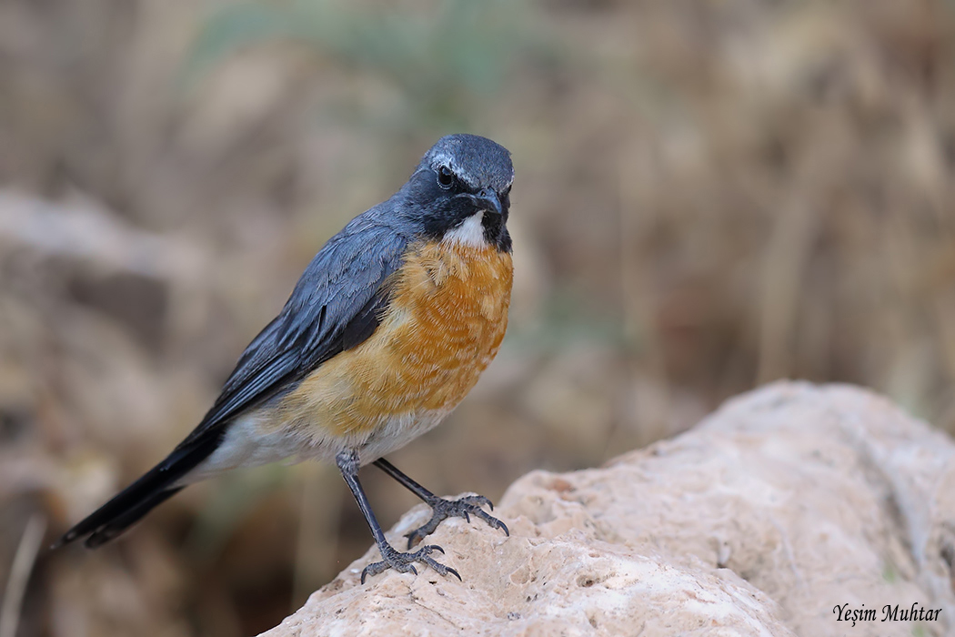 White-throated Robin
