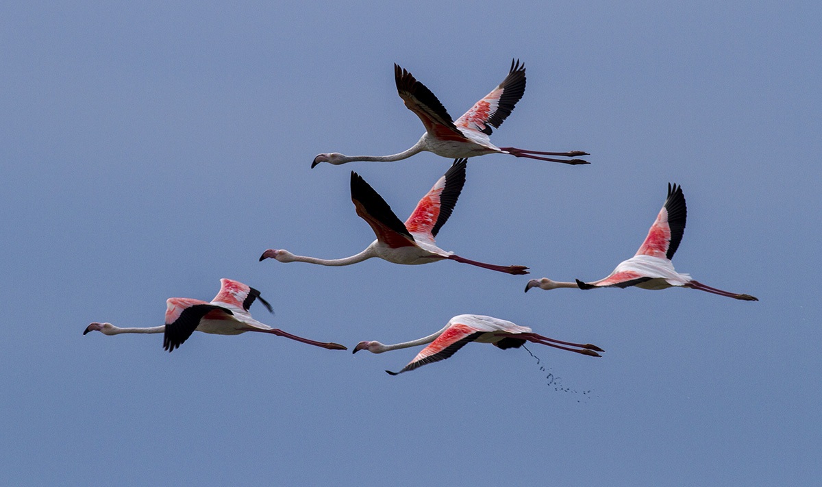 Greater Flamingo