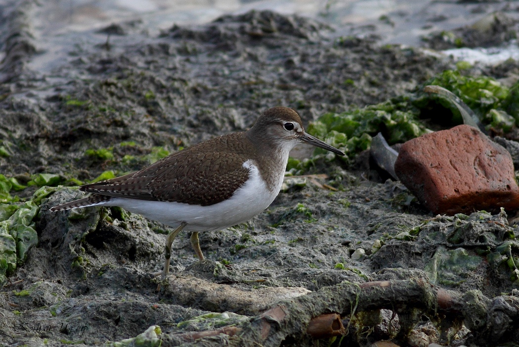 Common Sandpiper
