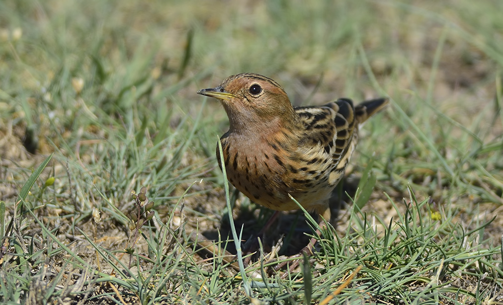Red-throated Pipit