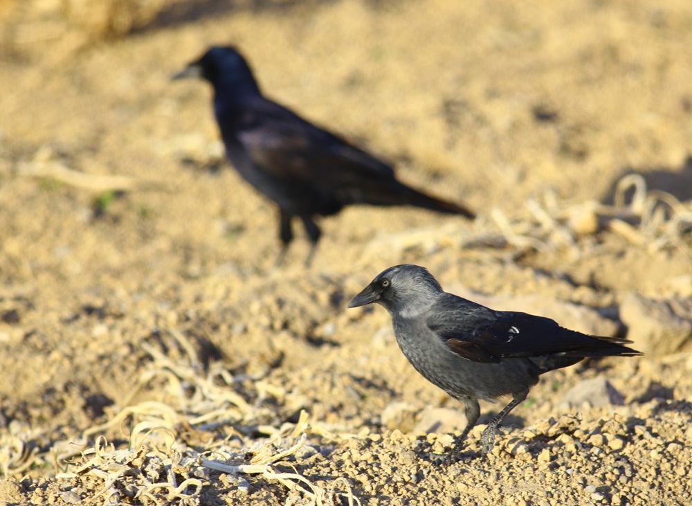Western Jackdaw