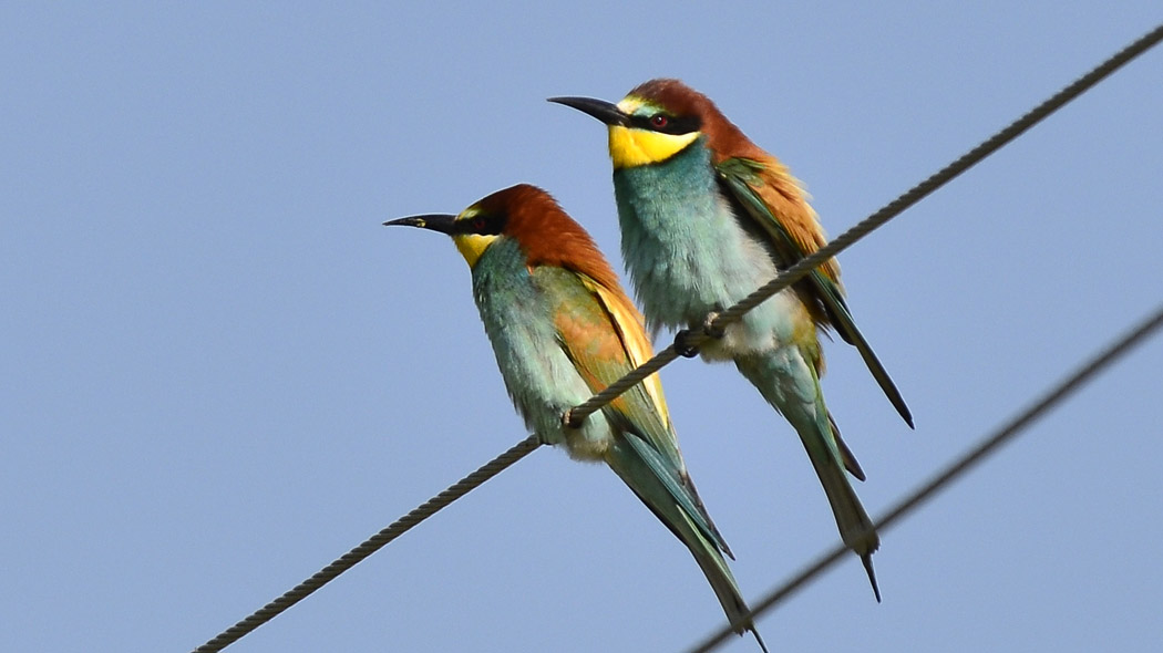 European Bee-eater
