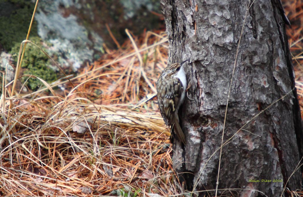 Eurasian Treecreeper
