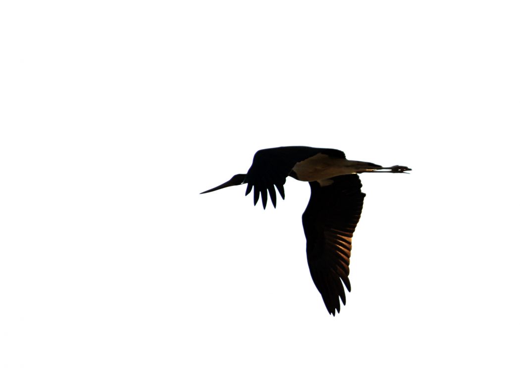 Black Stork