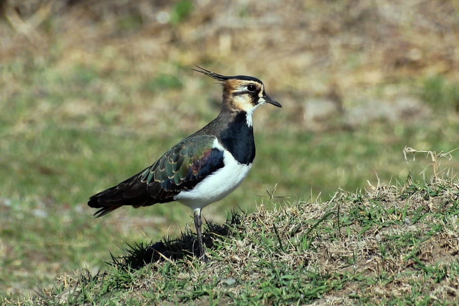 Northern Lapwing