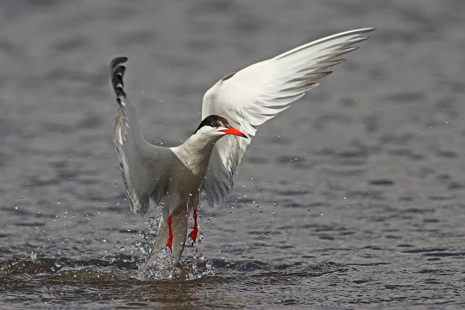 Common Tern