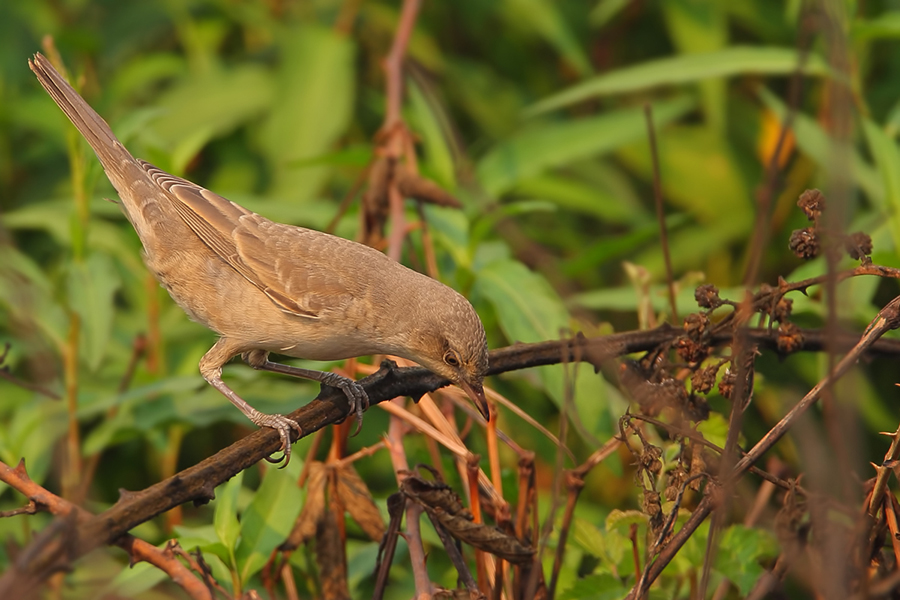 Barred Warbler
