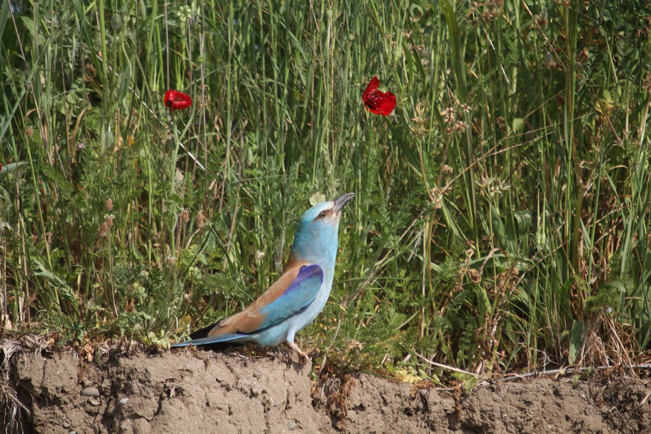 European Roller