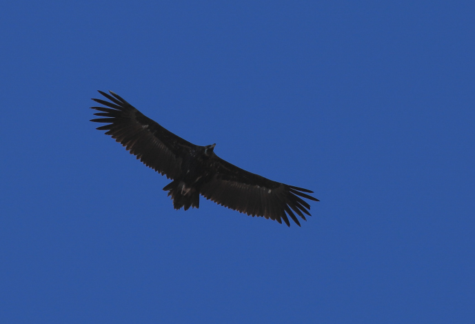 Cinereous Vulture