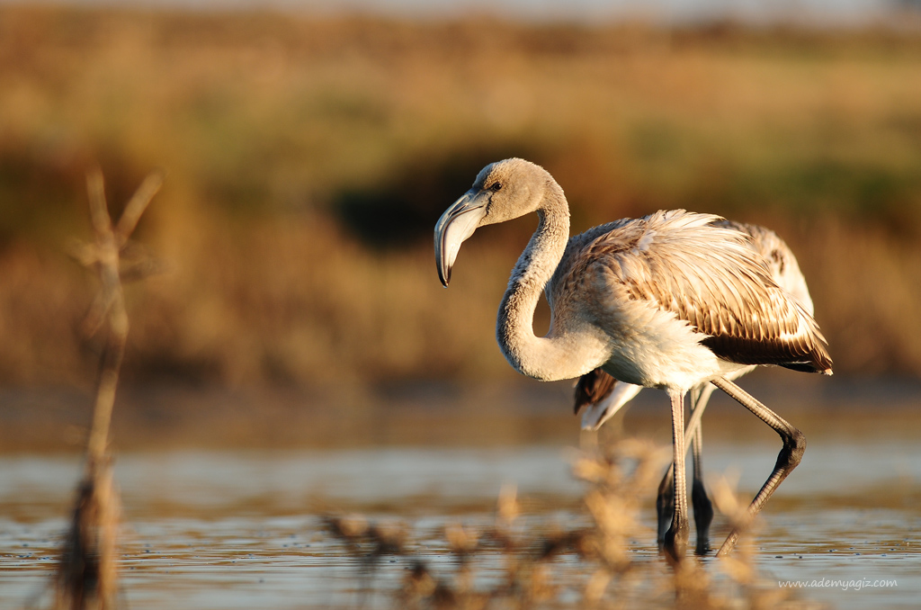 Greater Flamingo