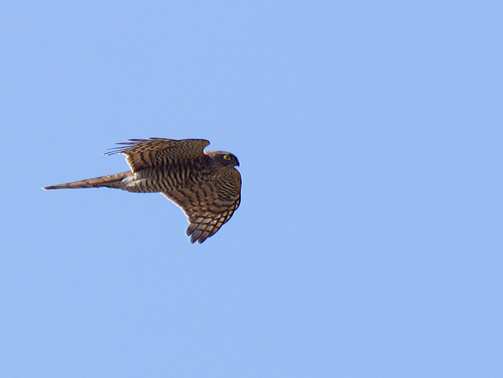 Eurasian Sparrowhawk