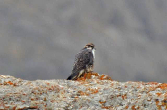 Lanner Falcon