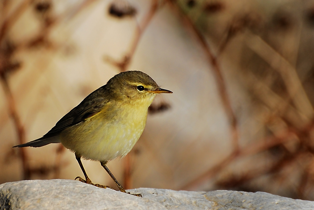 Common Chiffchaff