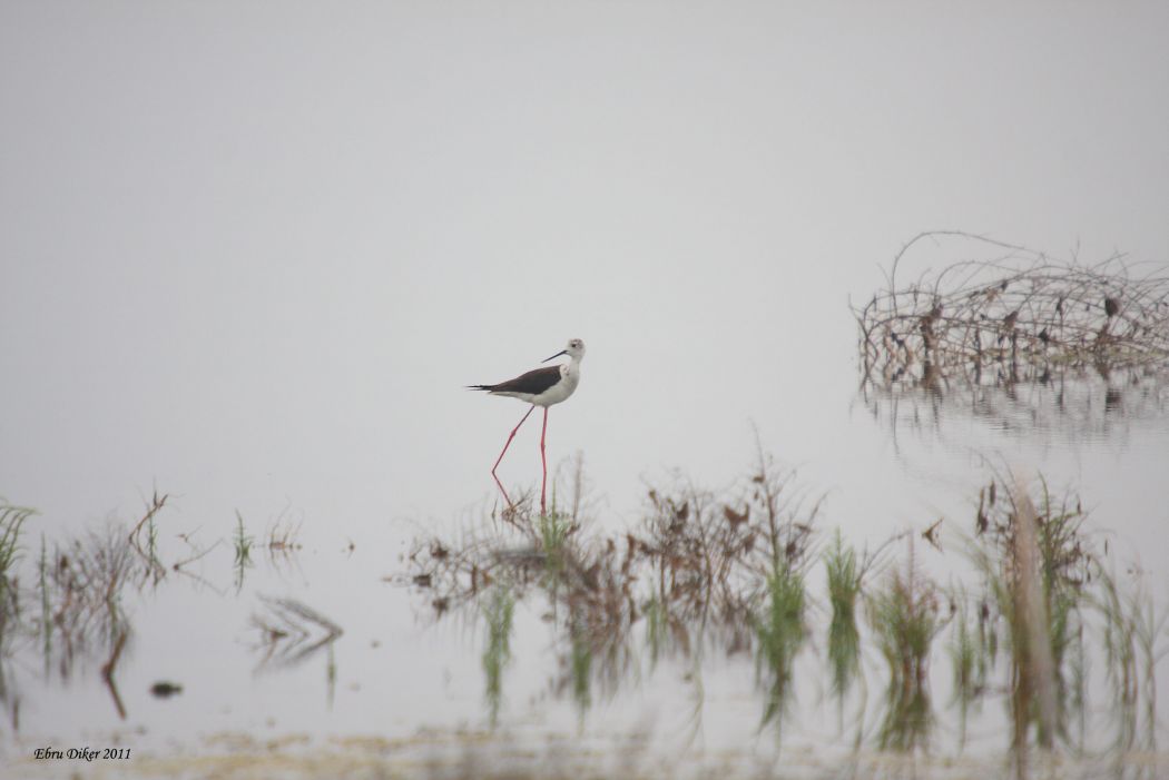 Black-winged Stilt