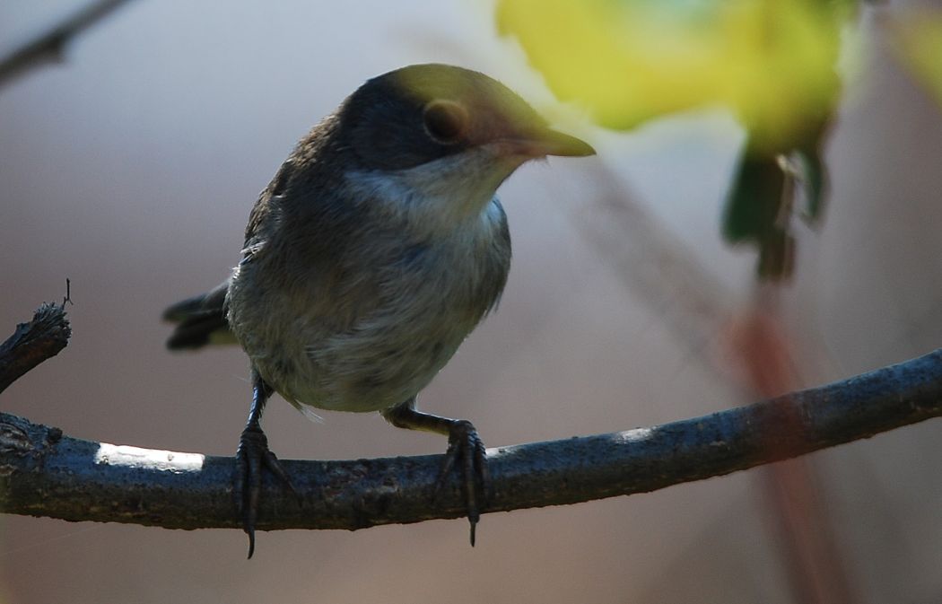 Lesser Whitethroat