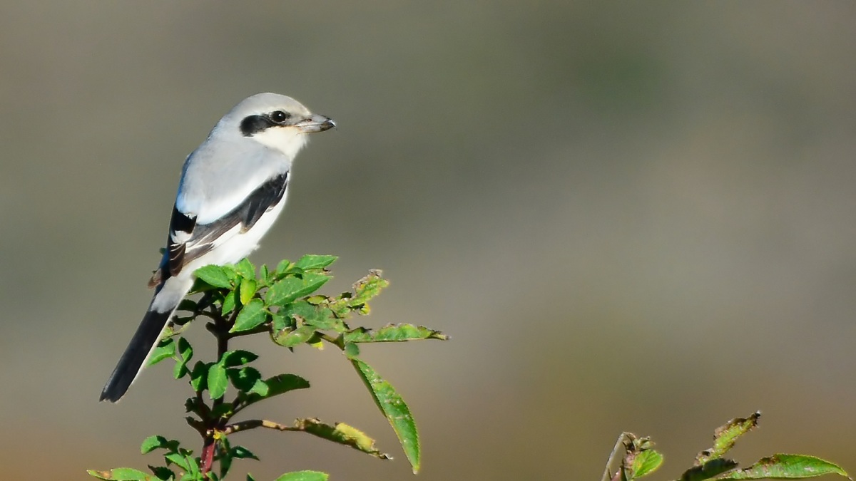 Great Grey Shrike