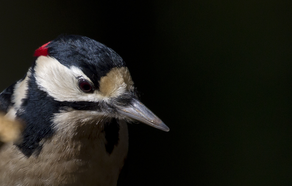 Great Spotted Woodpecker