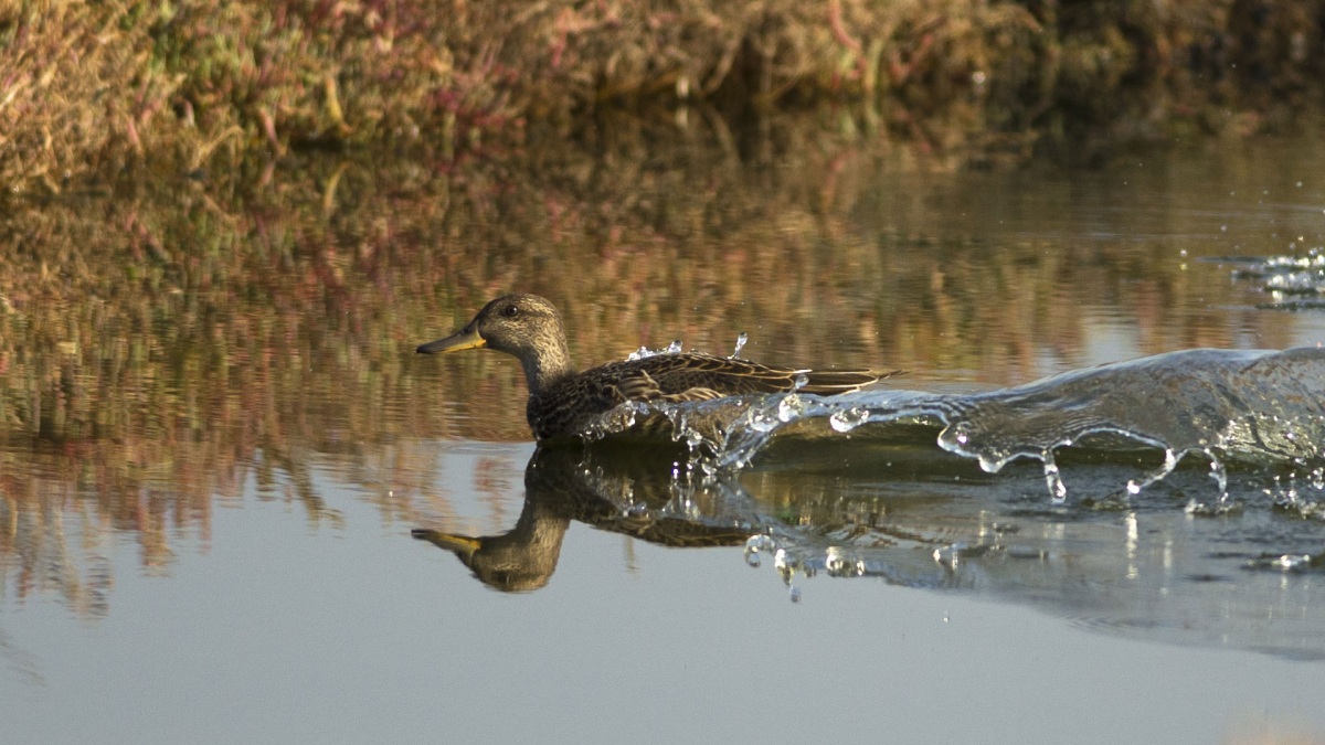 Eurasian Teal