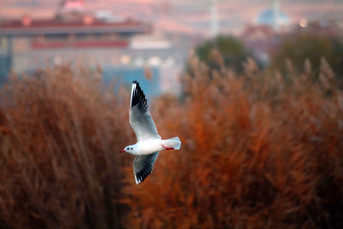 Black-headed Gull
