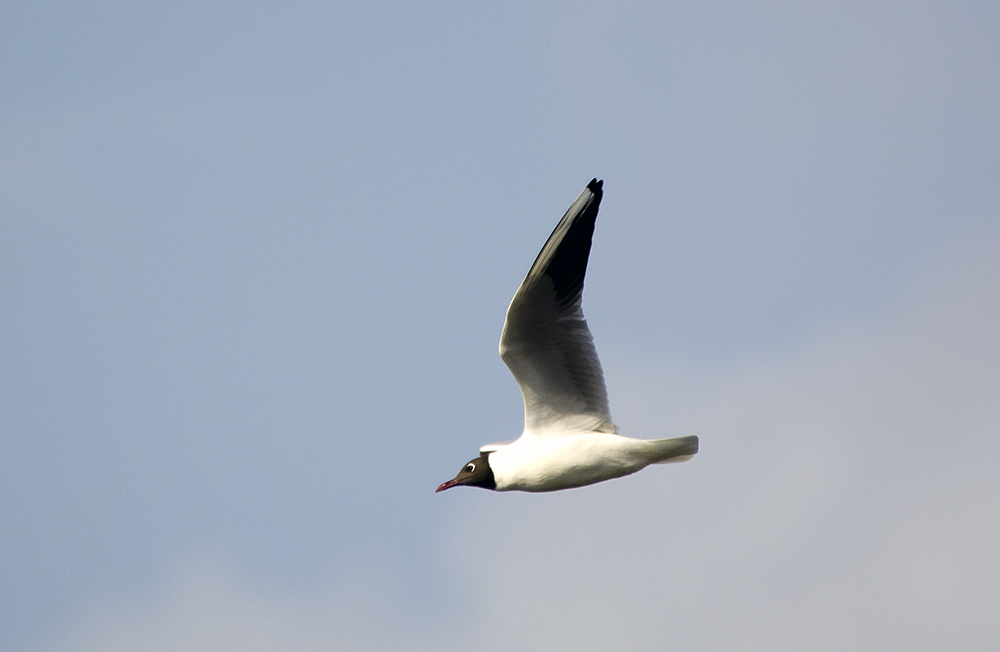 Black-headed Gull