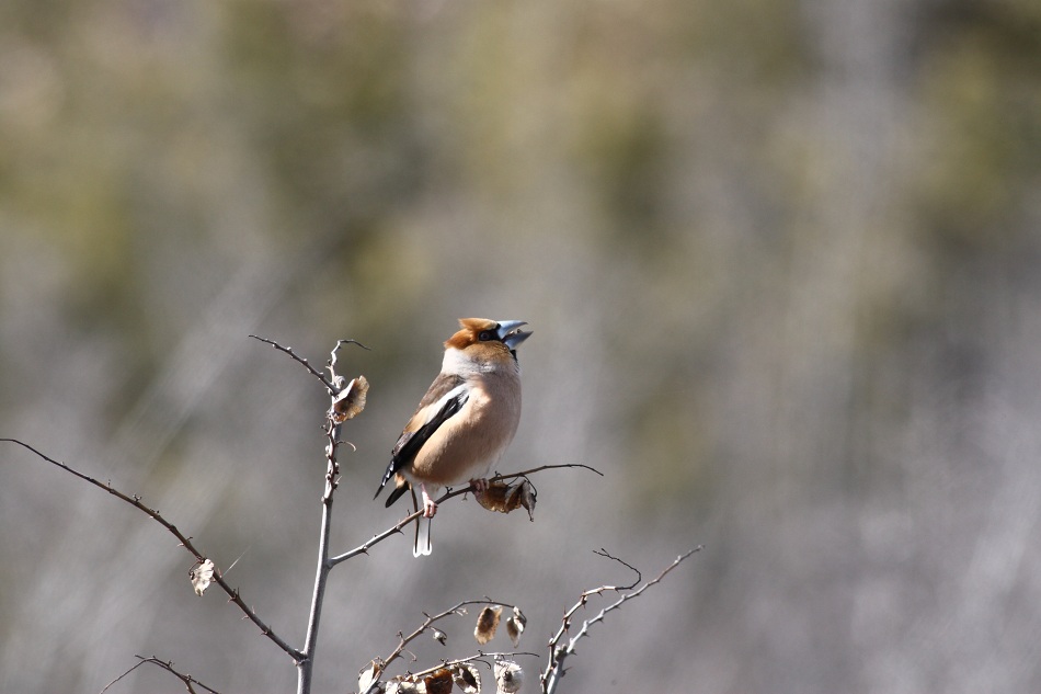 Hawfinch