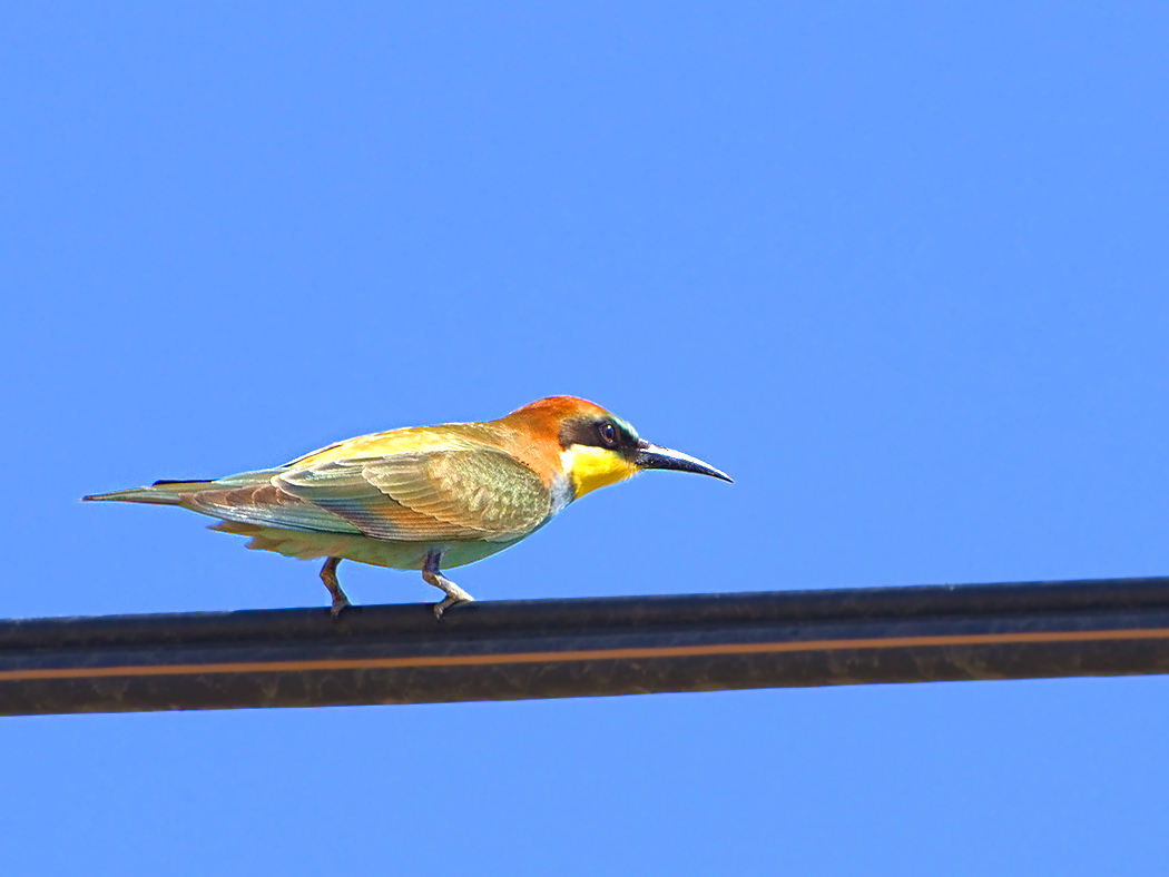 European Bee-eater