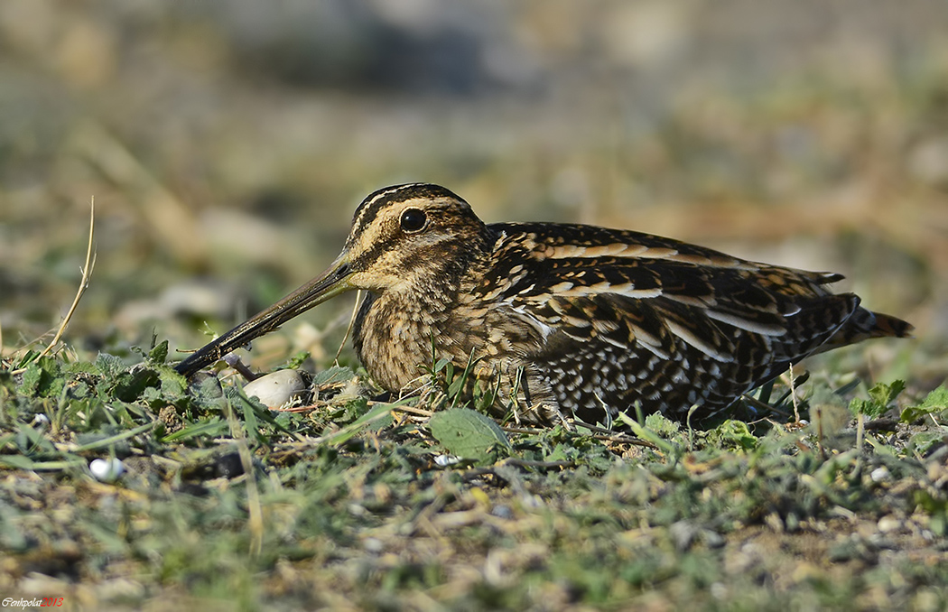 Common Snipe