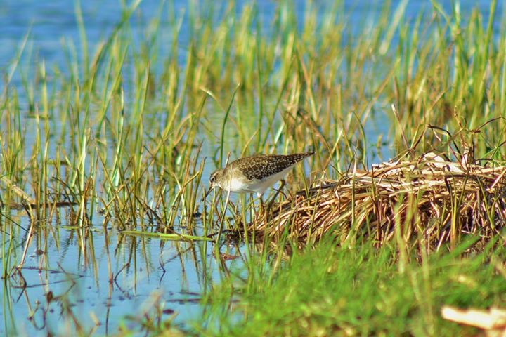 Wood Sandpiper
