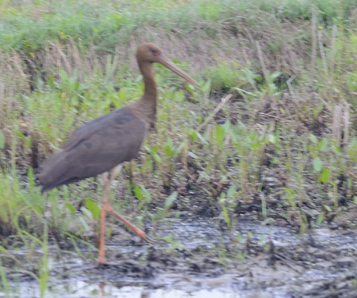 Black Stork