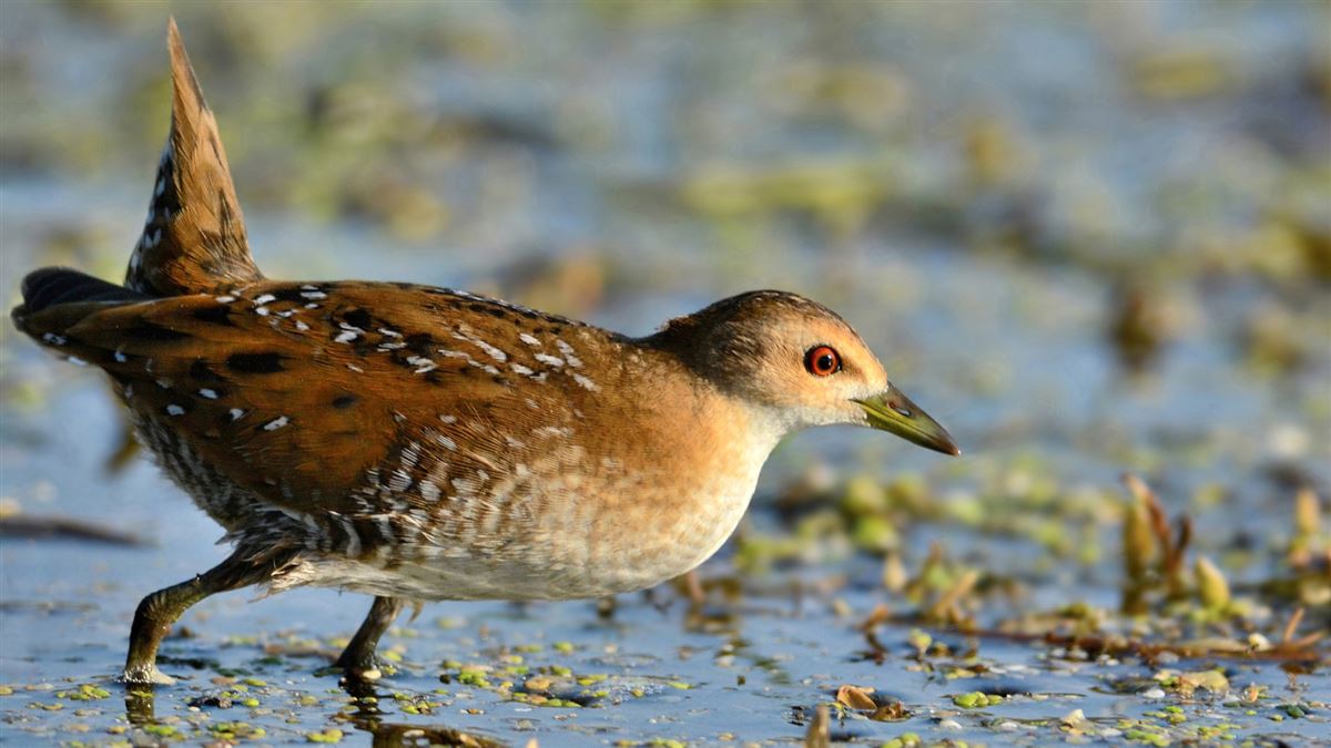 Baillon`s Crake