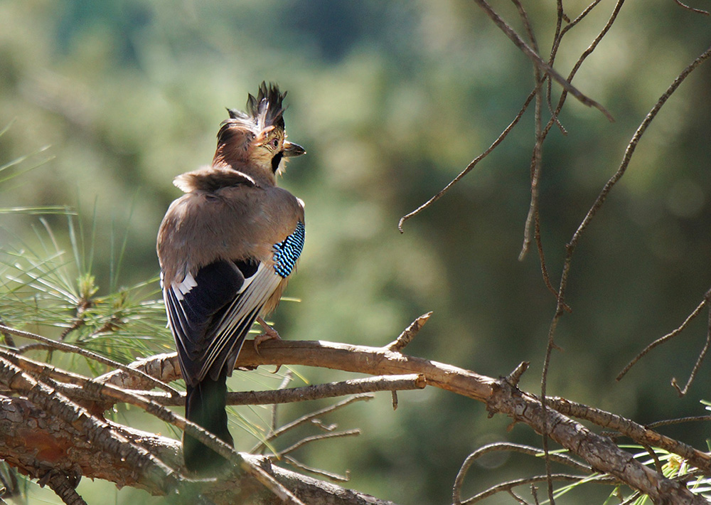 Eurasian Jay