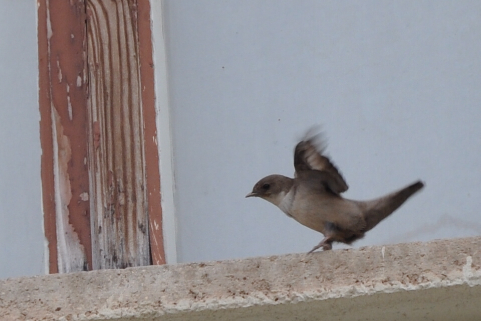 Eurasian Crag Martin