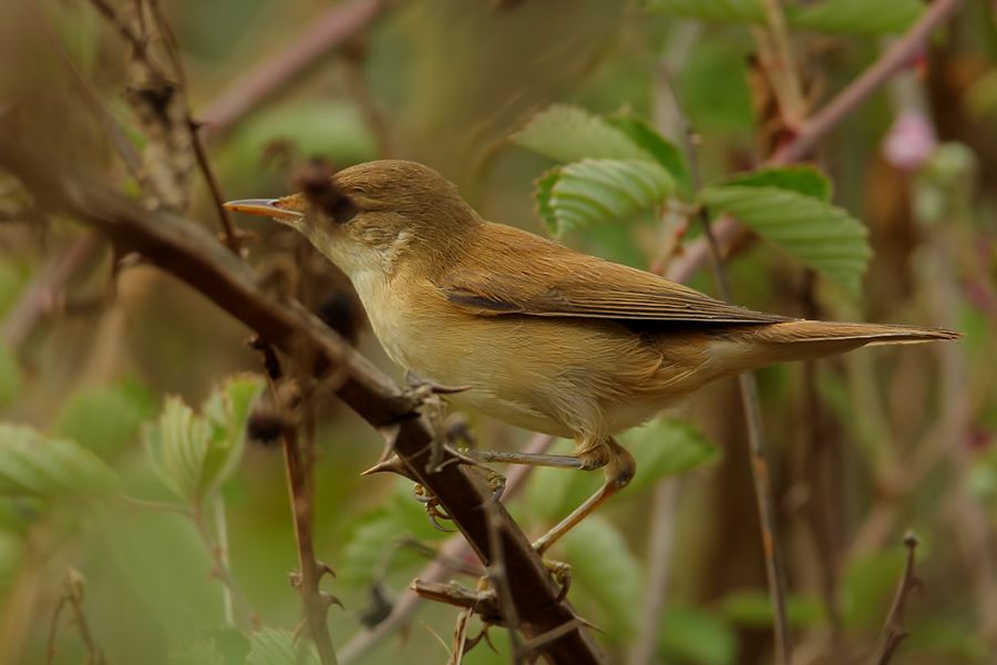 Common Reed Warbler