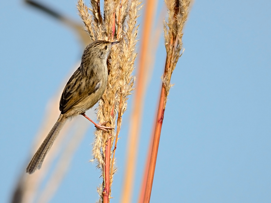 Delicate Prinia