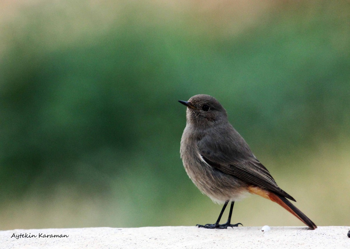 Black Redstart
