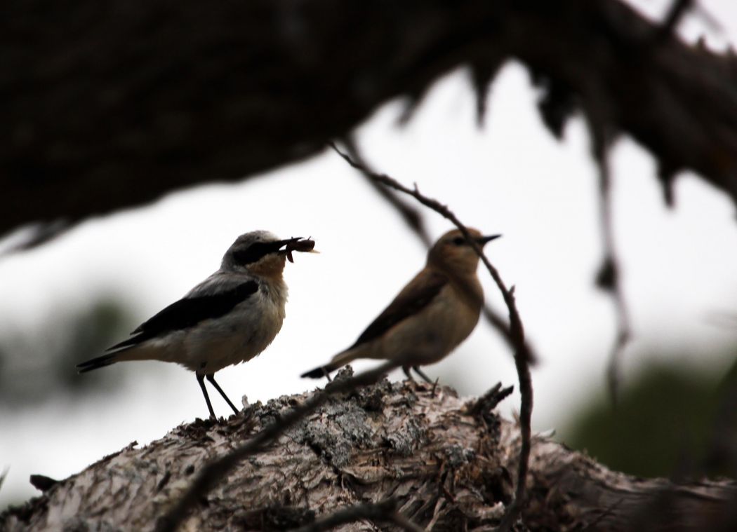 Northern Wheatear