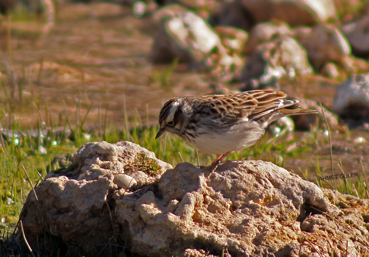 Woodlark