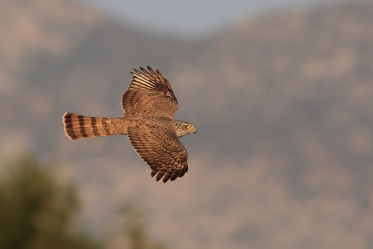 Eurasian Sparrowhawk